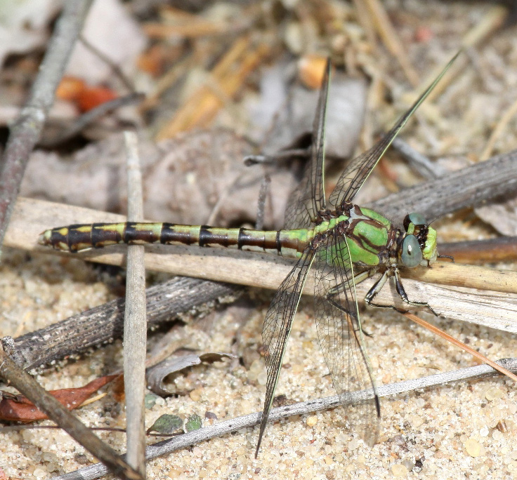 photo of Female Sioux snaketail