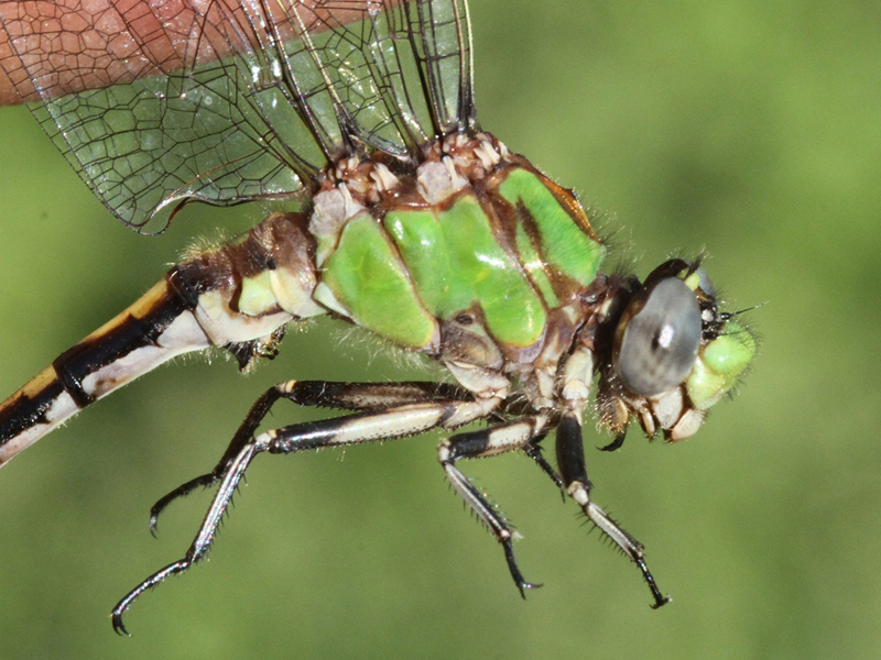 photo of Close-up of male Sioux snaketail thorax
