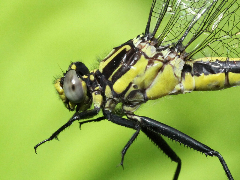 photo of Close-up of female skillet clubtail thorax