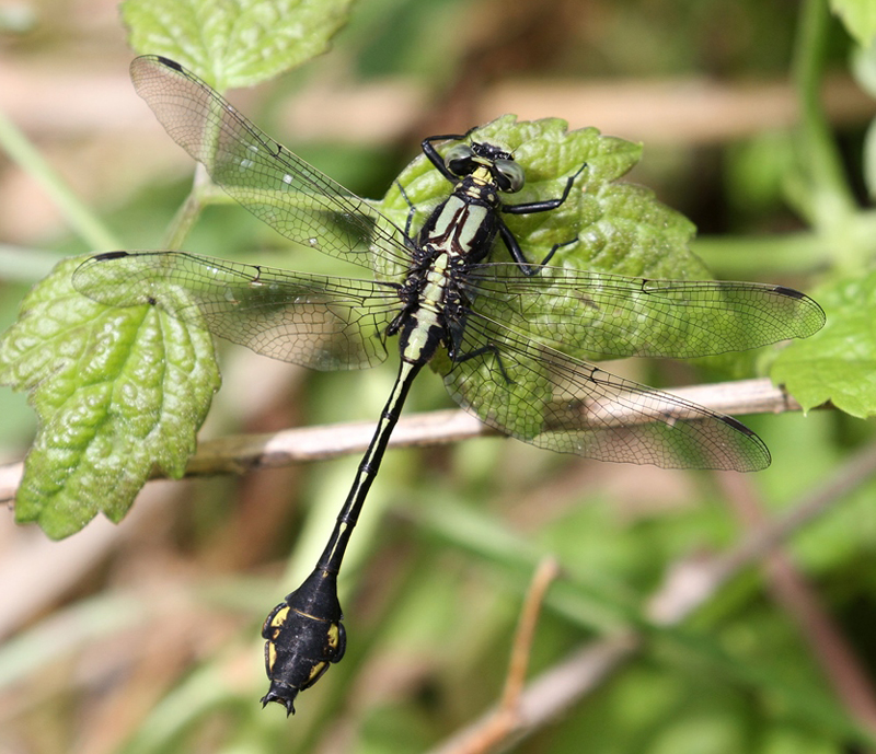 photo of Male skillet clubtail