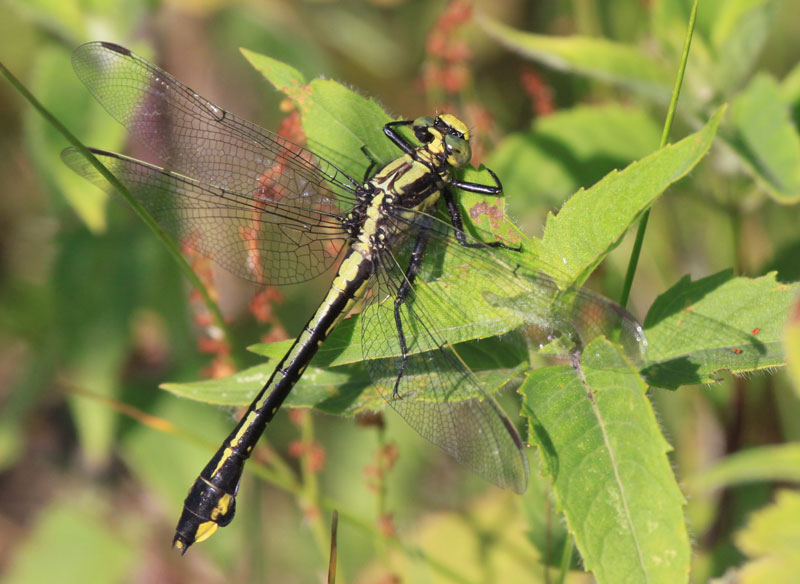 photo of Female skillet clubtail