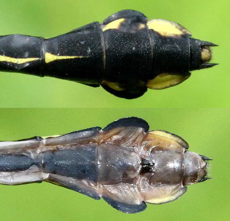 photo of Top and bottom view of female skillet clubtail abdomen tip