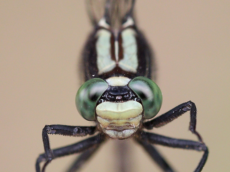 photo of Close-up of immature male skillet clubtail face