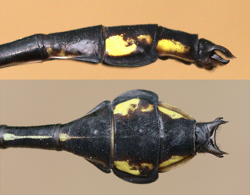 photo of Side (top image) and top view of immature male skillet clubtail club