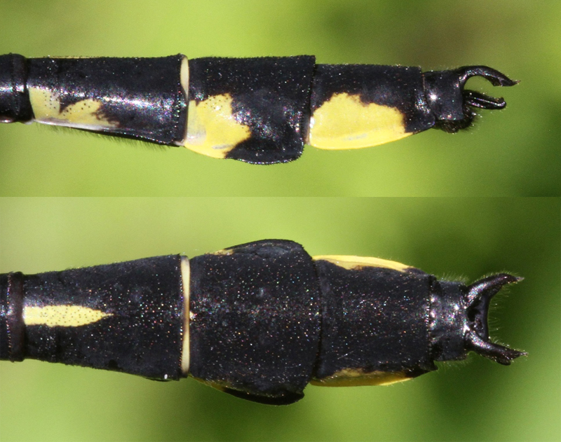 photo of Side (top image) and top view of cercus for male splendid clubtail