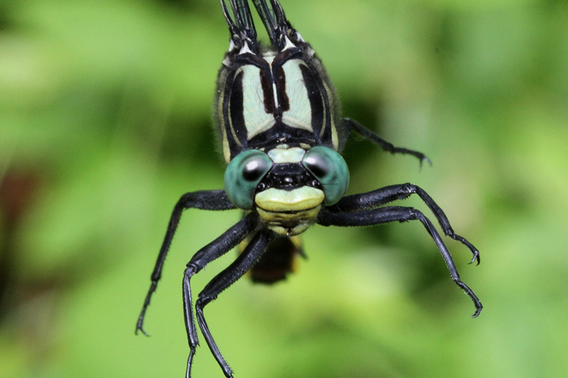 photo of Close-up of male splendid clubtail face