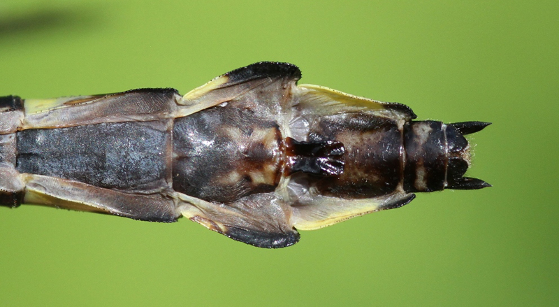 photo of Female splendid clubtail abdomen tip
