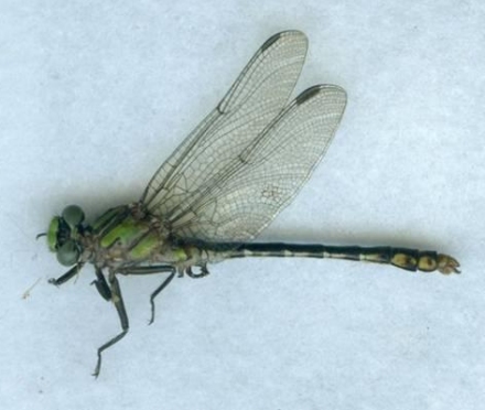 photo of Male St. Croix snaketail