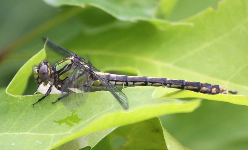 photo of Female St. Croix snaketail