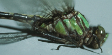 photo of Close-up of thorax of male St. Croix snaketail