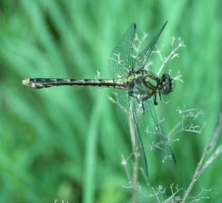photo of Female St. Croix snaketail