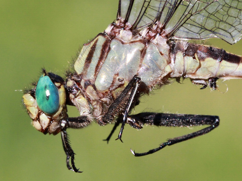 photo of Close-up of male unicorn clubtail thorax