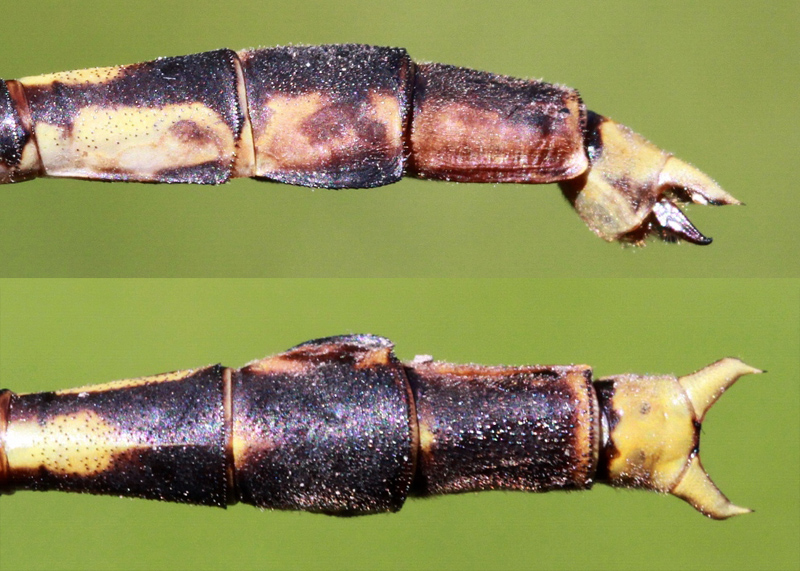 photo of Side (top image) and top view of male unicorn clubtail cerci