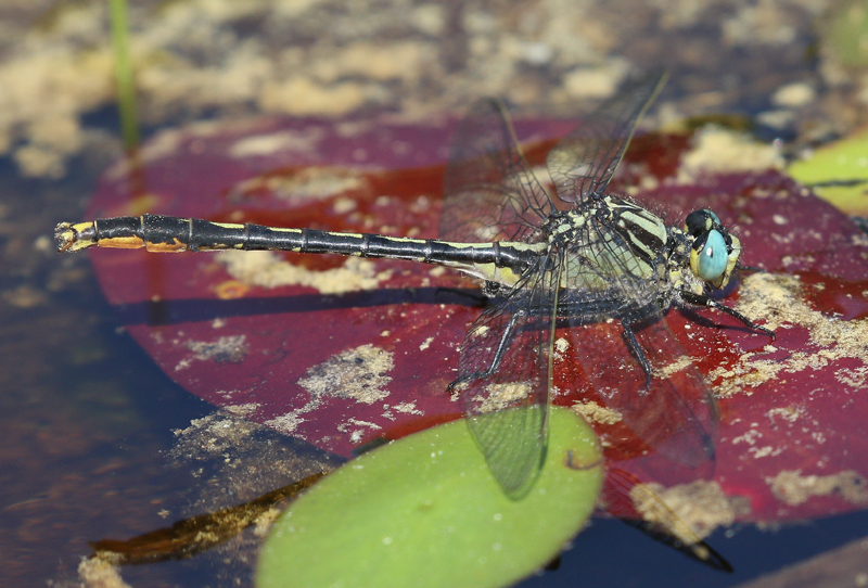 photo of Male lilypad clubtail