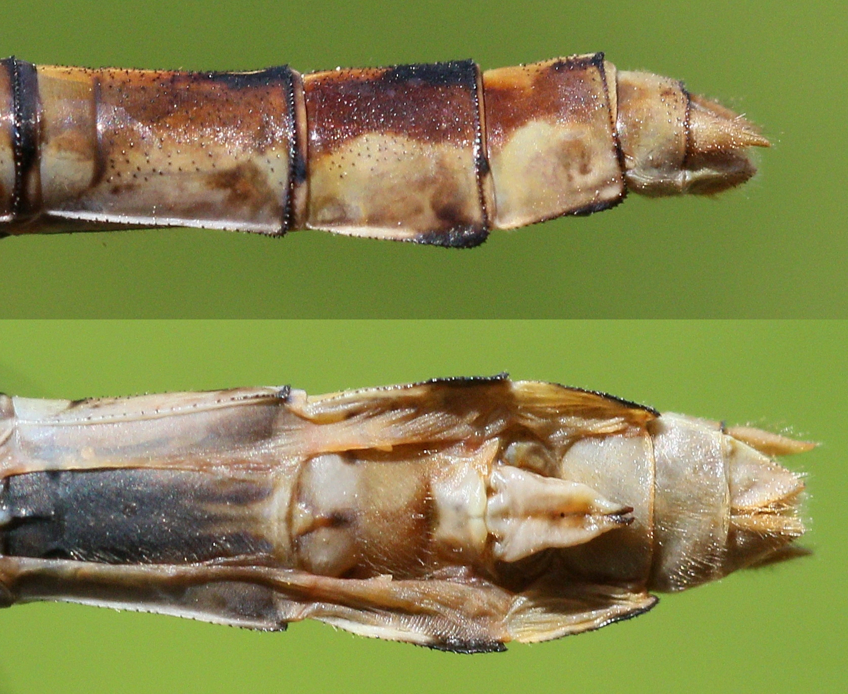 photo of Side (top image) and bottom view of female rusty snaketail abdomen tip