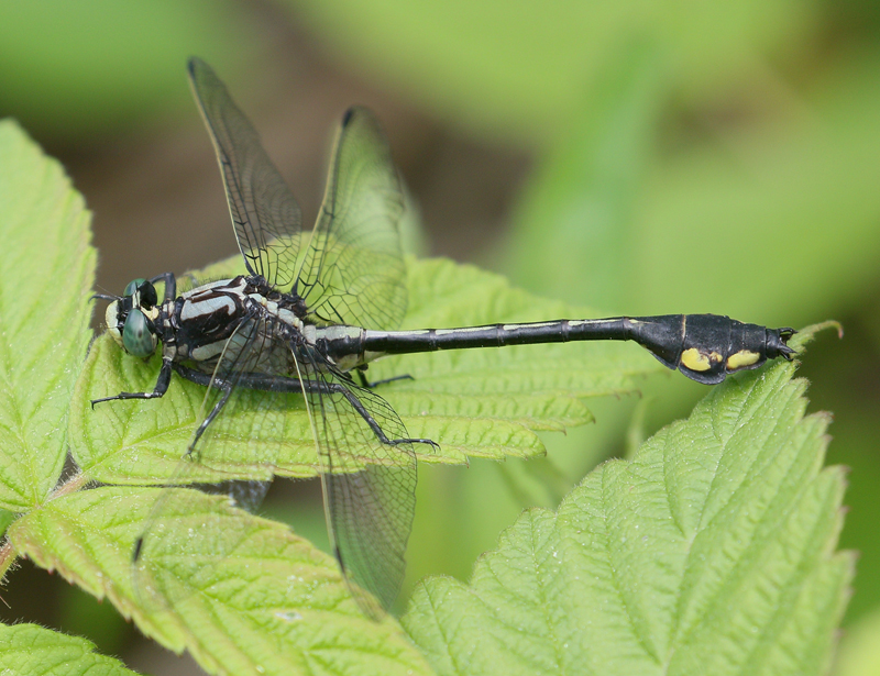 photo of Male skillet clubtail