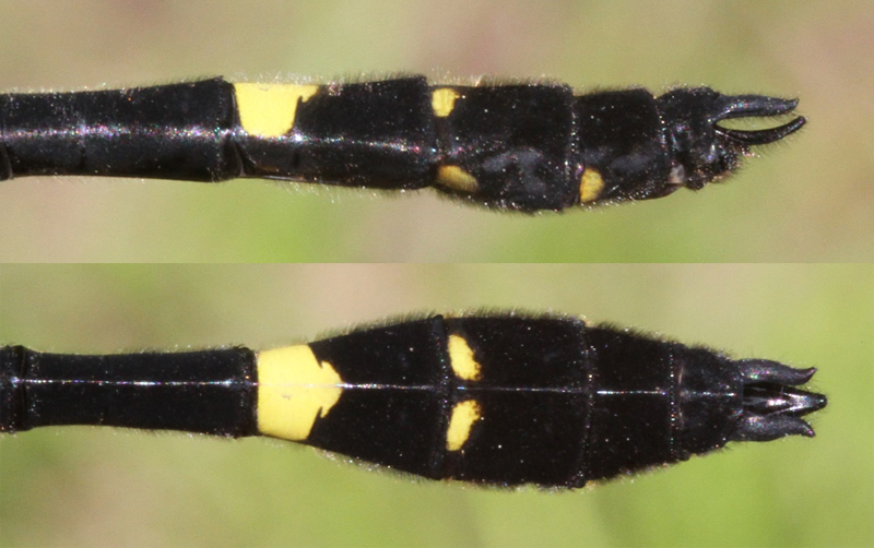 photo of Side (top image) and top view of male swift river cruiser cerci