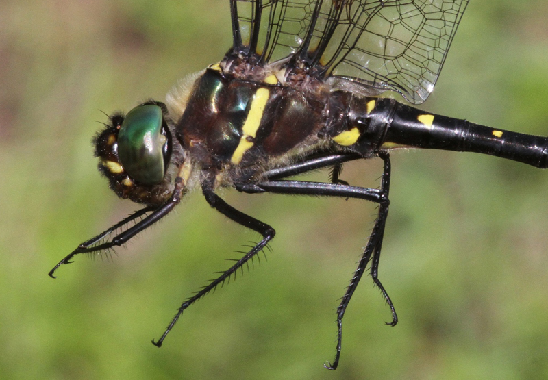 photo of Close-up of male swift river cruiser thorax