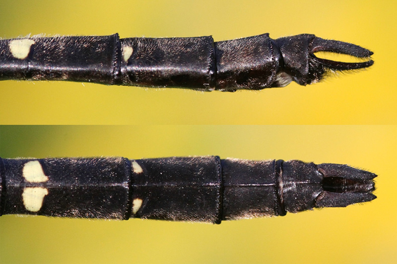 photo of Side (top image) and top view of cercus for royal river cruiser