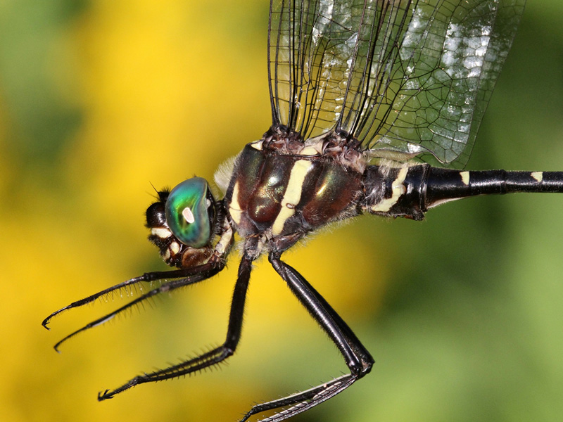 photo of Close-up of male royal river cruiser thorax