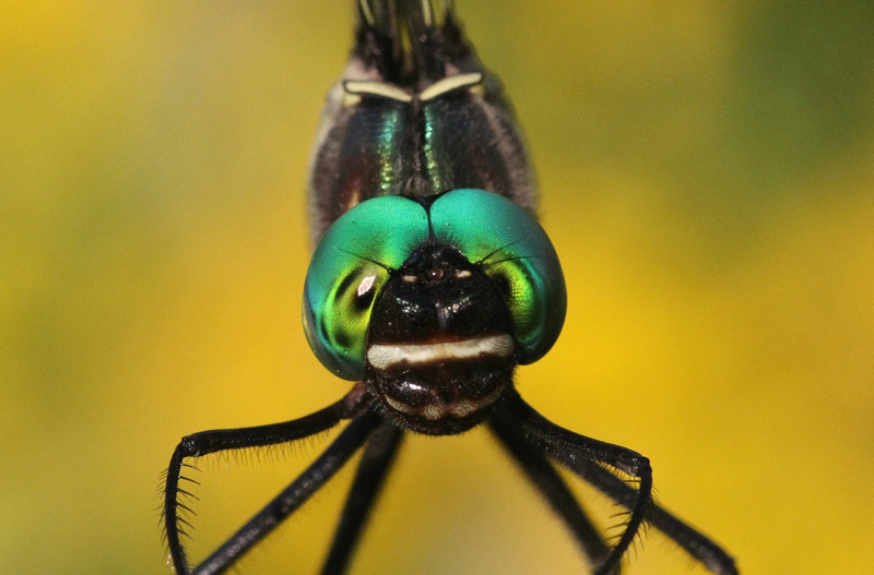 photo of Close-up of male royal river cruiser face