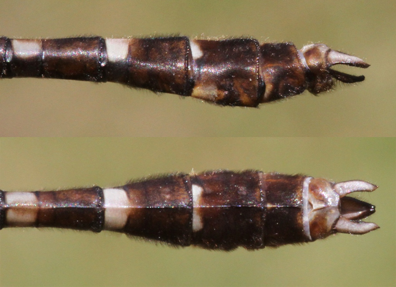 photo of Side (top image) and top view of male stream cruiser cerci