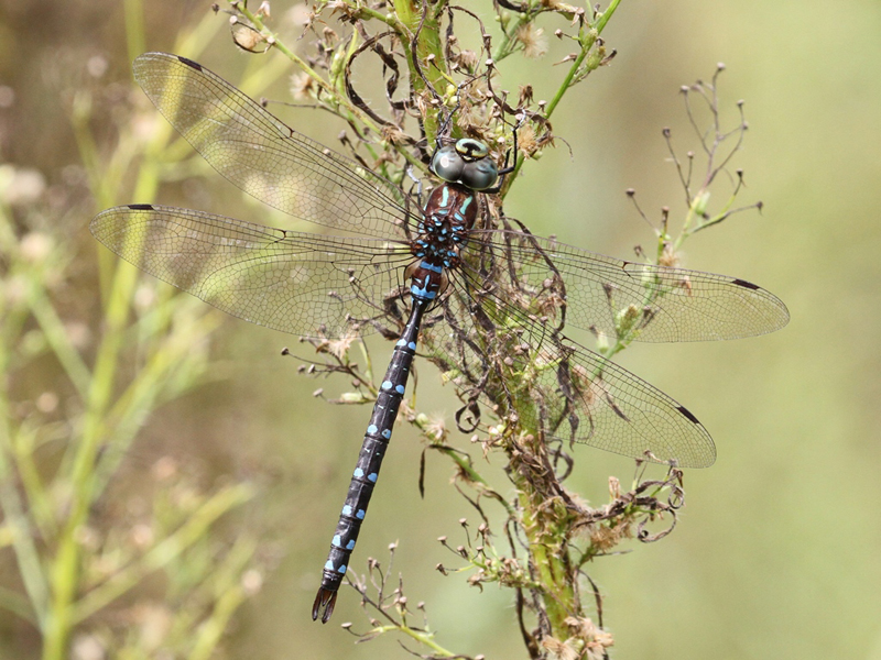 photo of Male black-tipped darner