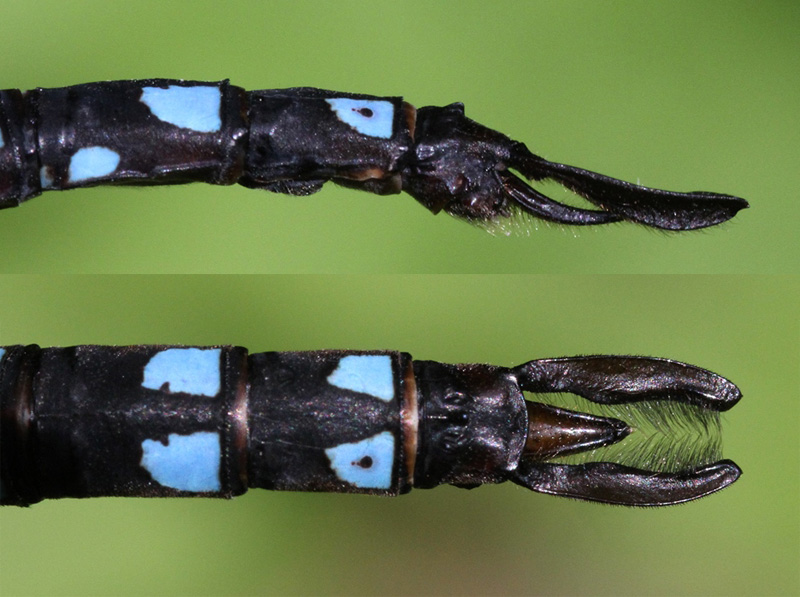 photo of Side (top image) and top view of cercus for male black-tipped darner