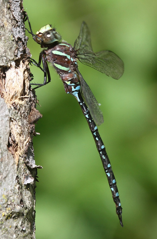 photo of Male black-tipped darner