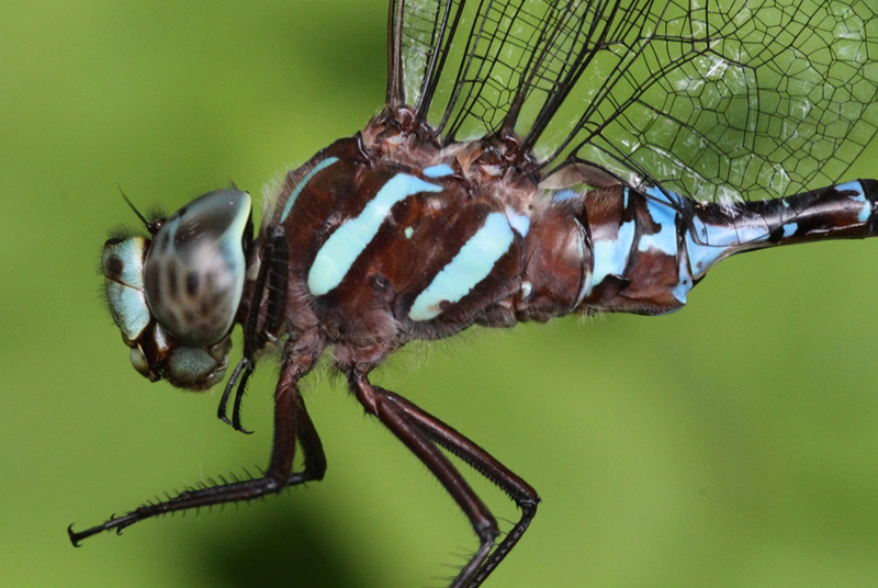 photo of Close-up of male black-tipped darner thorax