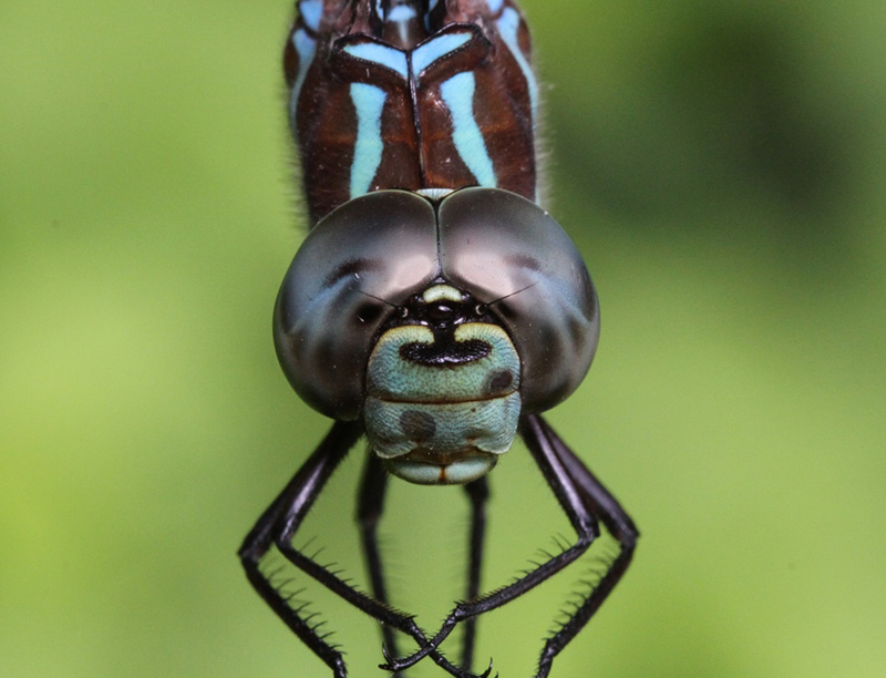 photo of Close-up of male black-tipped darner face