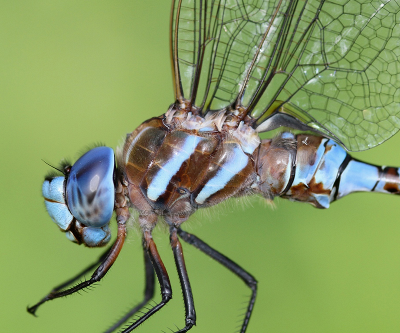 photo of Close-up of male blue-eyed darner thorax