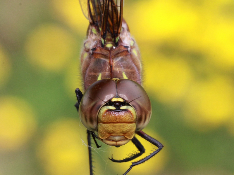 photo of Close-up of yellow-form female blue-eyed darner face