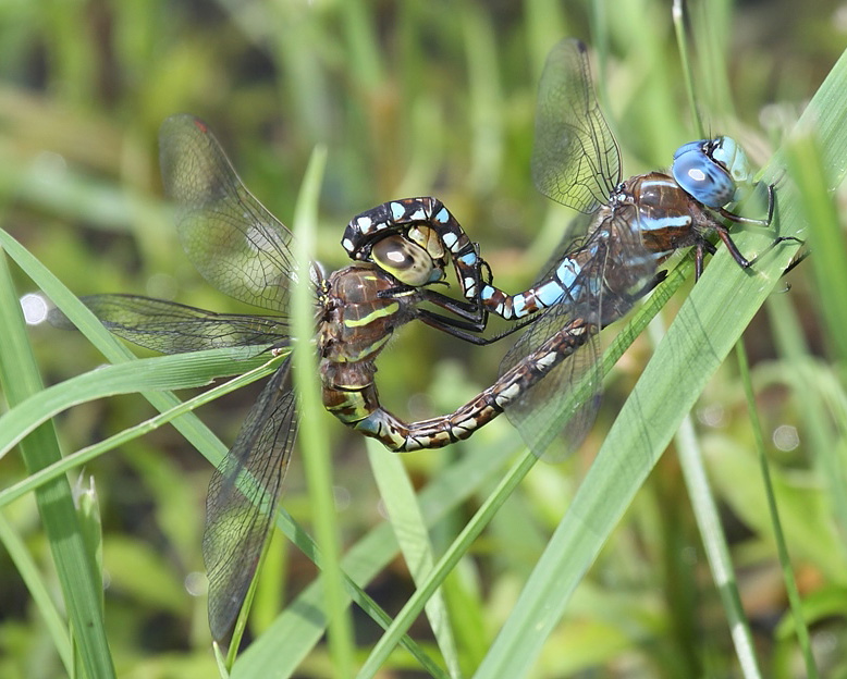 photo of Blue-eyed darner pair