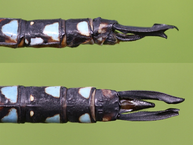 photo of Side (top image) and top view of cercus for male blue-eyed darner
