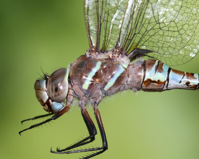 photo of Close-up of blue-form female blue-eyed darner thorax