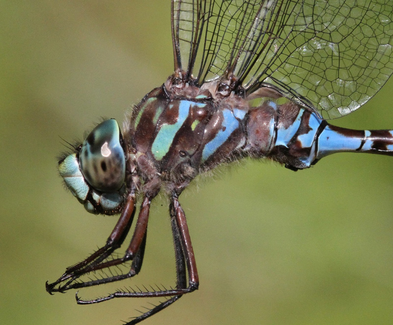 photo of Close-up of male Canada darner thorax