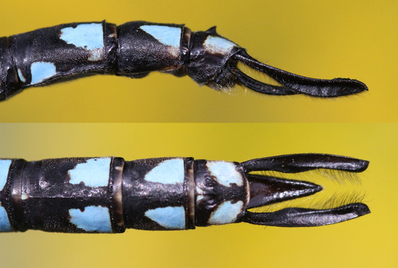 photo of Side (top image) and top view of male Canada darner cerci