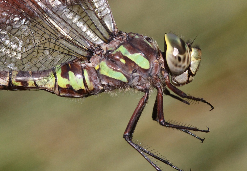photo of Close-up of female green morph Canada darner thorax