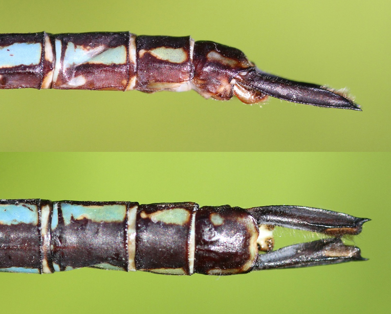 photo of Side (top image) and top view of male common green darner cerci