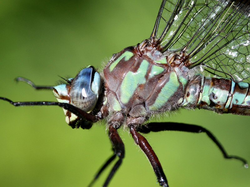 photo of Close-up of male Cyrano darner thorax