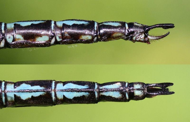photo of Side (top image) and top view of cercus for male Cyrano darner