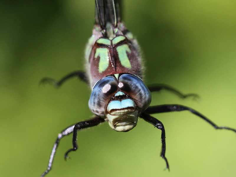 photo of Close-up of male Cyrano darner face