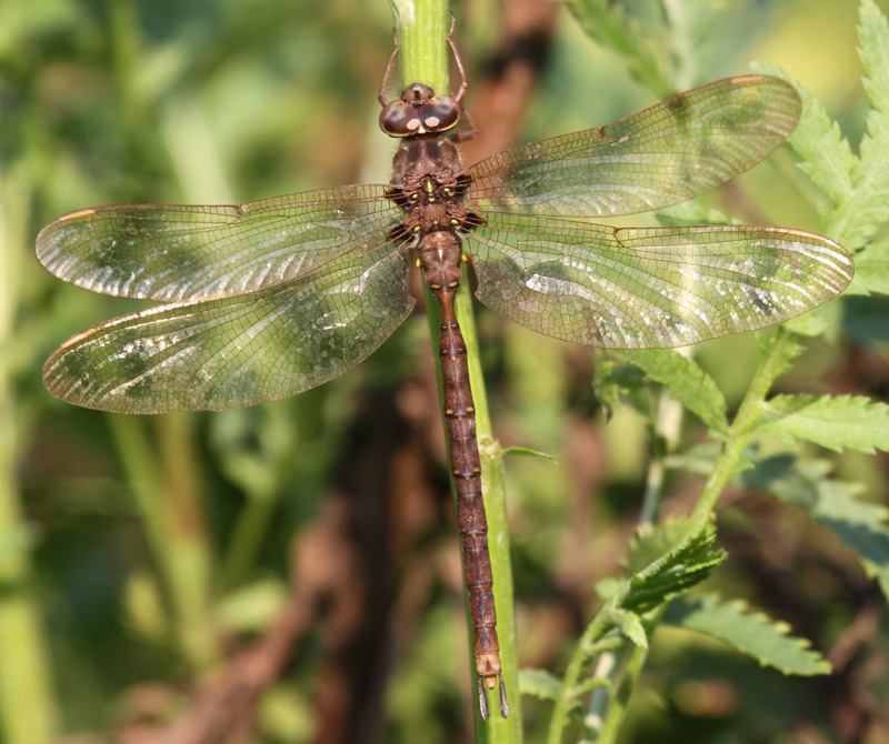 photo of Male fawn darner