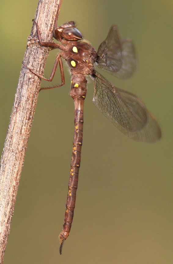 photo of Male fawn darner