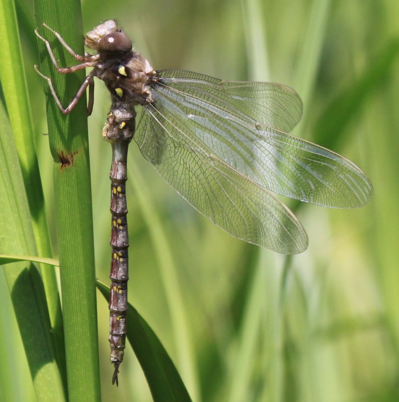 photo of Teneral male fawn darner