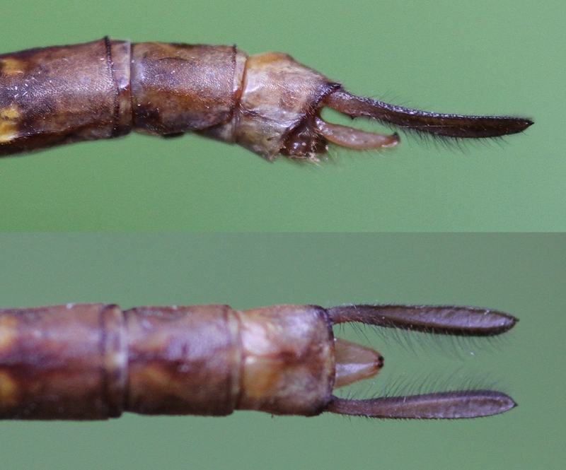 photo of Side (top image) and top view of male fawn darner cerci