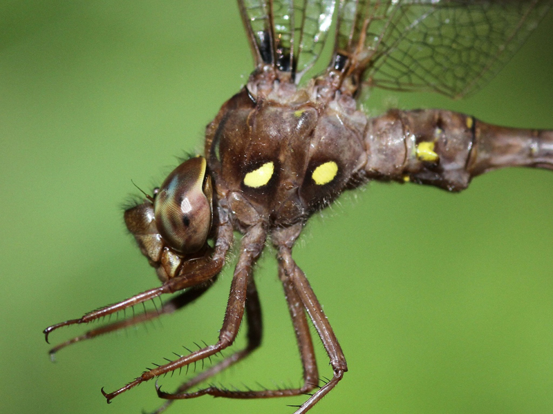 photo of Close-up of male fawn darner thorax