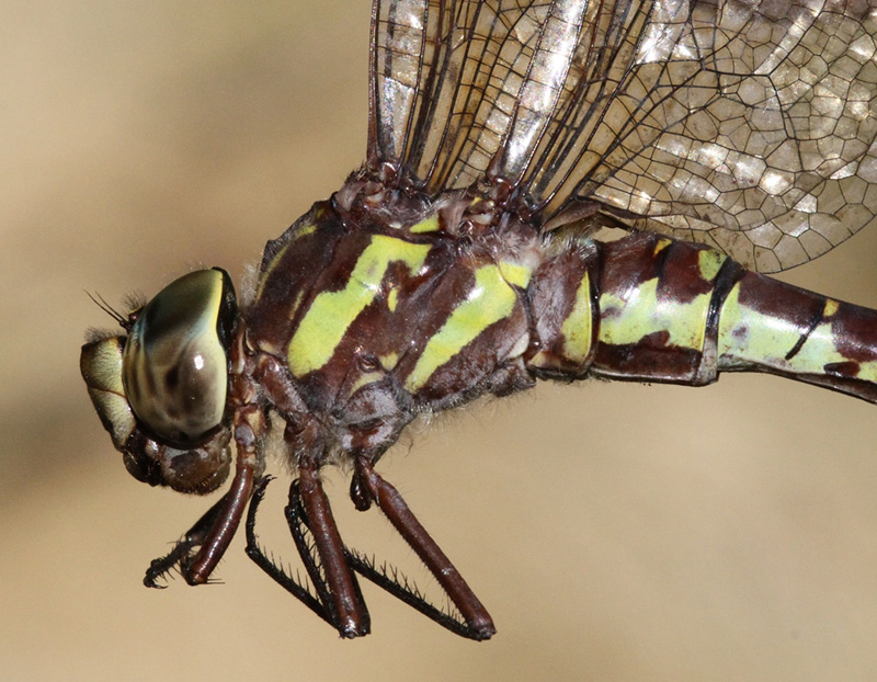 photo of Close-up of female green-striped darner thorax