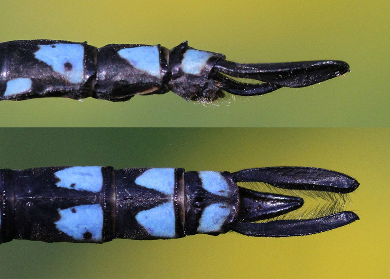 photo of Side (top image) and top view of cercus for male green-striped darner